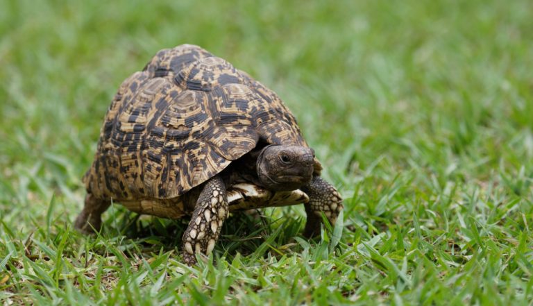 Adapting to Change: The Future for Leopard Tortoise Environments