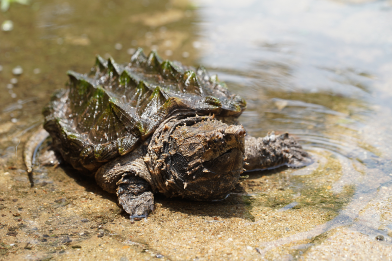 Inside the World of Common Snapping Turtles: Behavior and Habitat